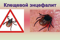 КЛЕЩЕВОЙ ЭНЦЕФАЛИТ: ПОРА!