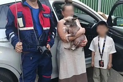 Невероятные приключения пёселя: спасатели вызволили собаку из автомобильного плена