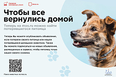 Чтобы все вернулись домой. Теперь на mos.ru можно найти потерявшегося питомца